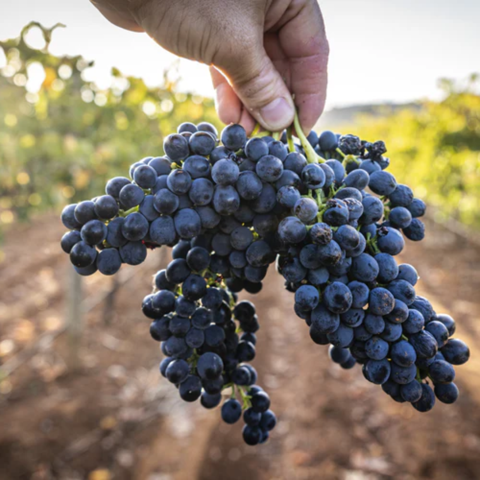 Greenock Creek Seven Acre Shiraz Grapes