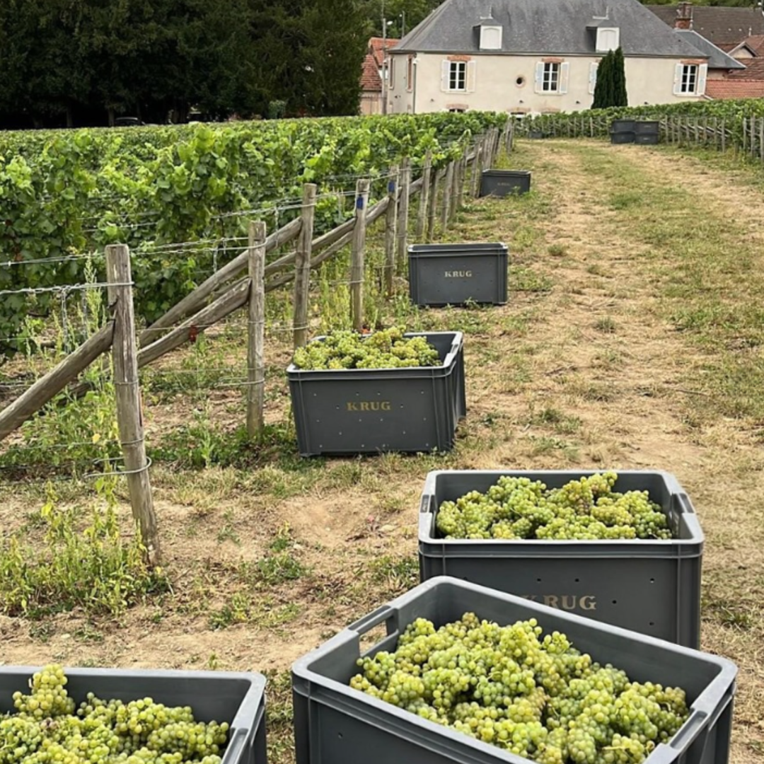 Krug Vineyard