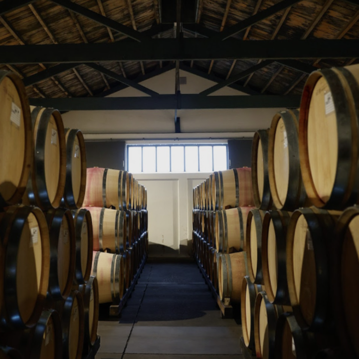 Te Mata Estate Chardonnay barrels