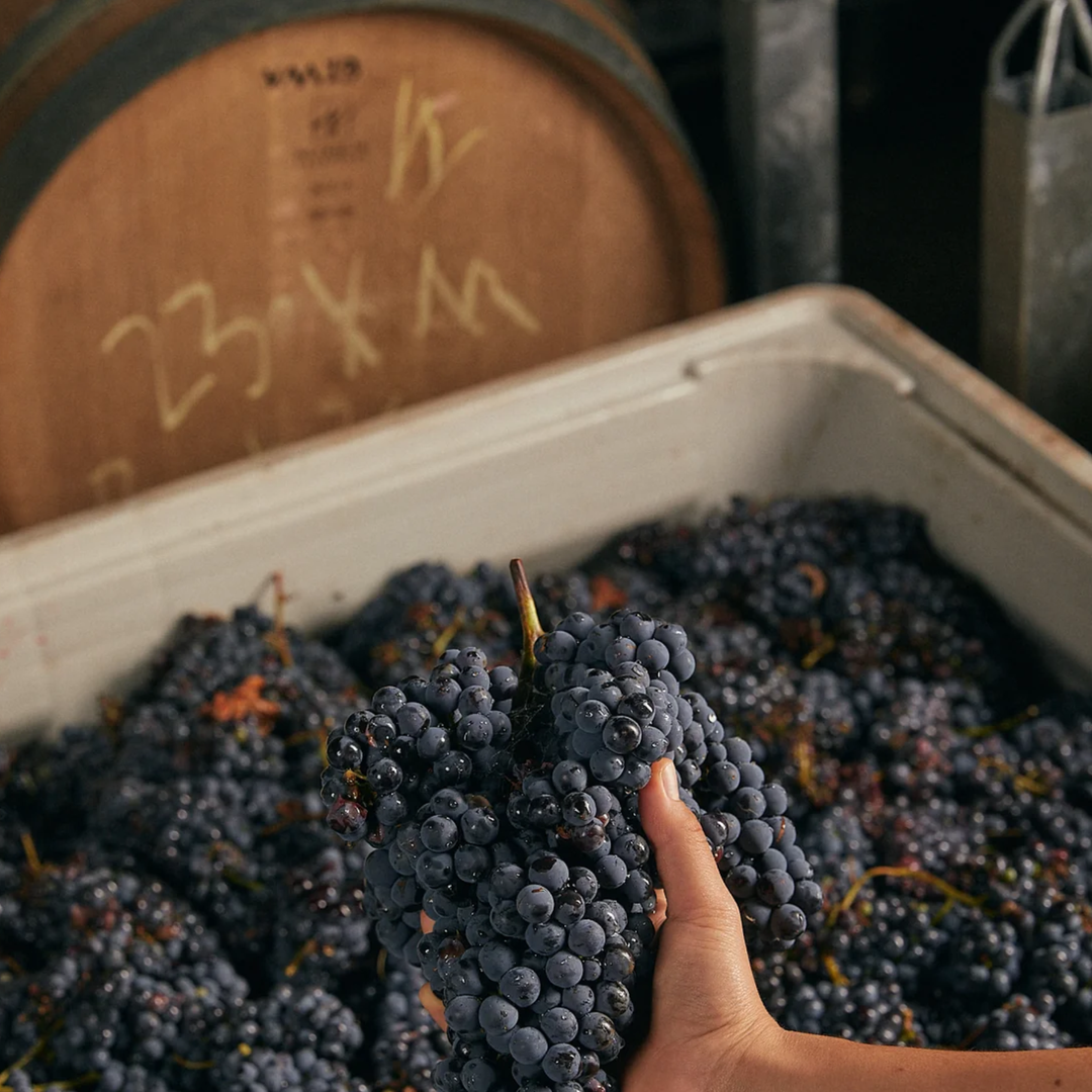 Vinea Marson Shiraz Viognier grapes